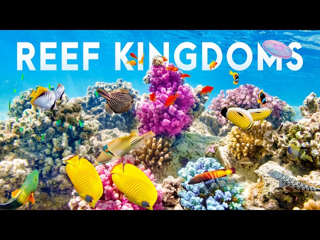 REEF KINGDOMS | The Living Cities Beneath Earth’s Blue Ocean | FULL DOCUMENTARY