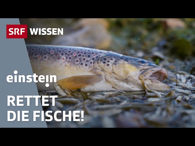 Are We Letting Our Fish Die? | Einstein | SRF Science