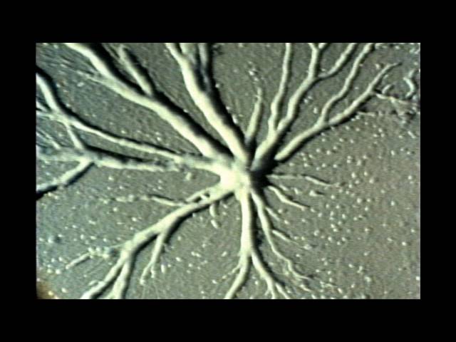 73. Development of Cellular Slime Molds, Dictyostelium discoideum, D. Purpureum & D. Minutum