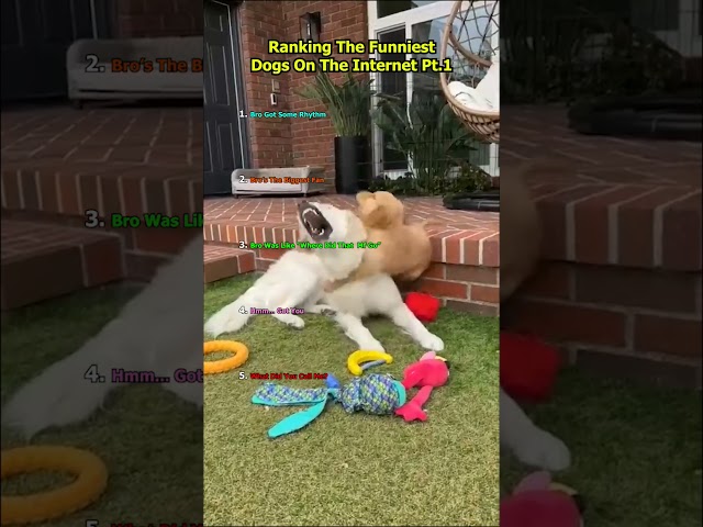 😂 Ranking the FUNNIEST Dogs!  🐶🤣 (Part 1)#shorts #dog #funnydogs #cutedog
