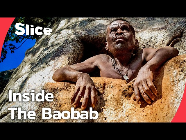 The Last Baobab Digger: Turning Living Trees Into Giant Water Tanks | SLICE | FULL DOCUMENTARY