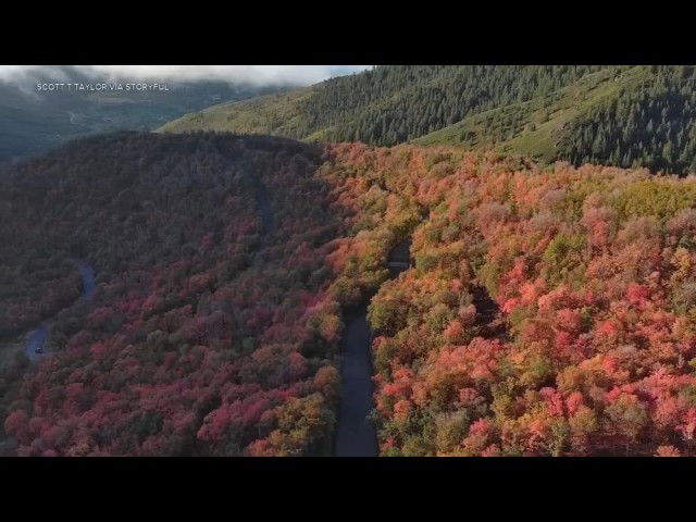 Fall foliage signals autumn