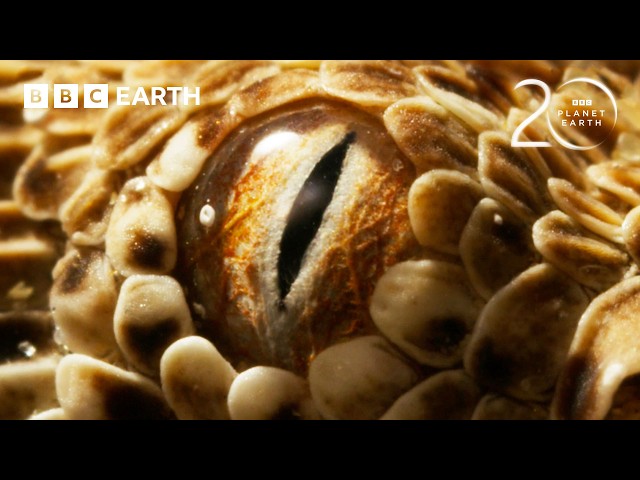 The Blind Hunter Beneath The Namib Desert | 20 Years of Planet Earth II | BBC Earth
