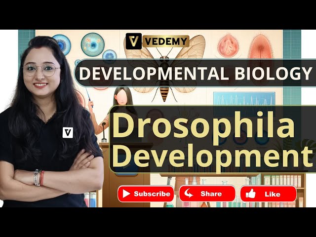 Drosophila Development | Developmental Biology | Jyoti Kumari | CSIR | DBT | ICMR | GATE | ICAR