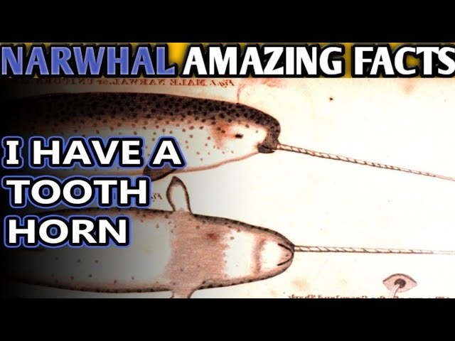 The Amazing|Facts About NARWHAL|Animal Fact Files|Mind Warehouse Facts|Animal Planet|Top 10