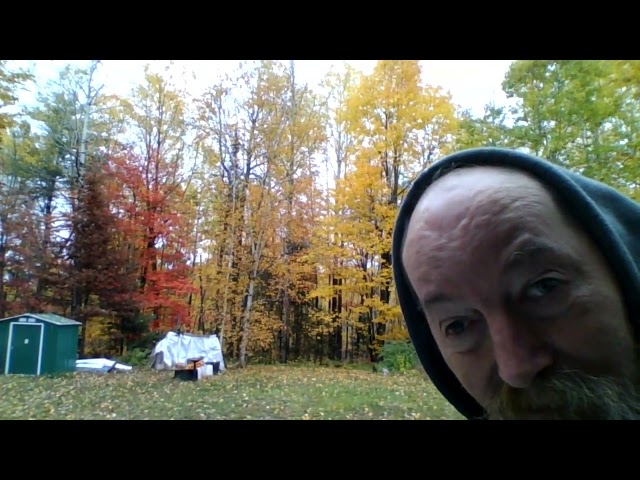 the leafs are back