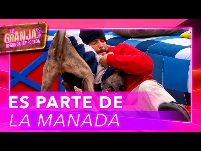Tlacoyo andaba de TRAVIESO y Fer lo metió a la granja para JUGAR
