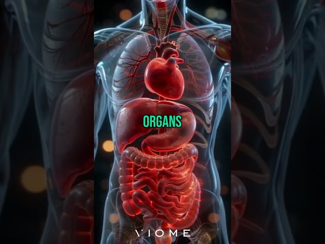 Microbiome Secret: This Molecule Fights Aging & Inflammation! #shorts