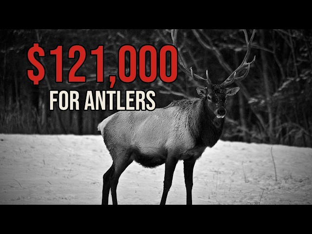 The World Record Elk That Paid a Bar Tab: John Plute's 442 3/8 Bull, Colorado 1899