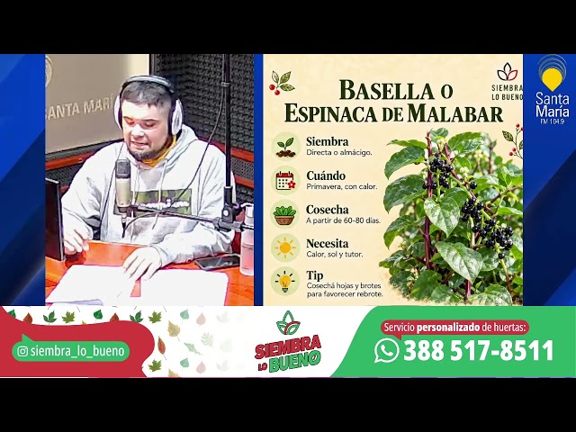 OCTUBRE SE SIEMBRA ESPINACA DE MALABAR Y DE NUEVA ZELANDA | SIEMBRA LO BUENO | 09.10.26