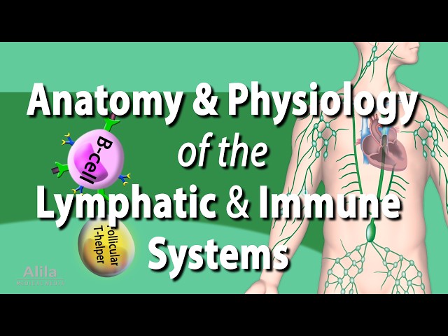 Anatomy & Physiology of the Lymphatic & Immune Systems, Animation. See Description for Chapters.