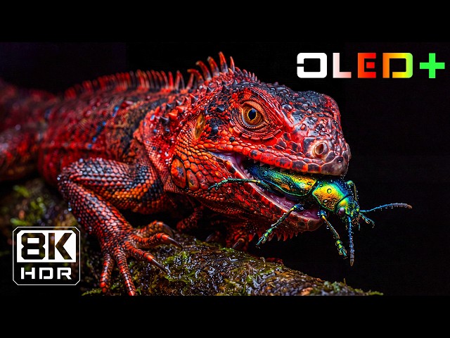 Nature in Brilliant HDR – OLED Display Test | 16K Dolby Vision 120FPS | 8K/4K TV