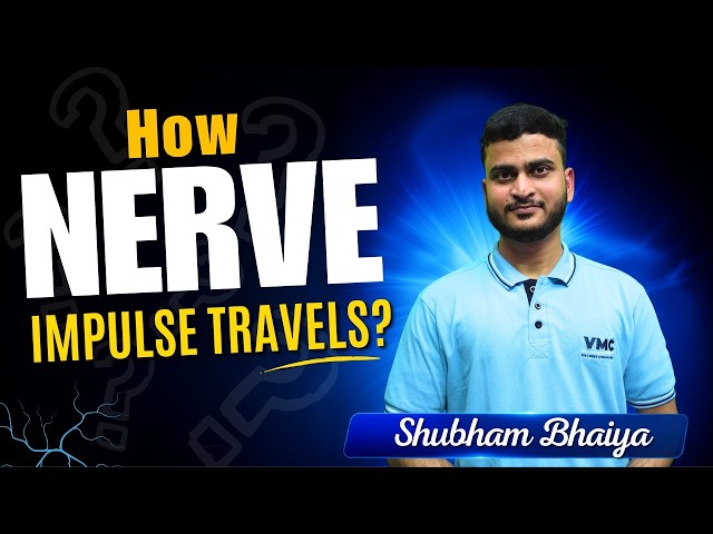 🧠 NEURON – Structure, Function & Conduction of Nerve Impulse | Class 10 Biology