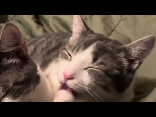 all videos my two Bi-color American Wirehair-tabby cats in one video.
