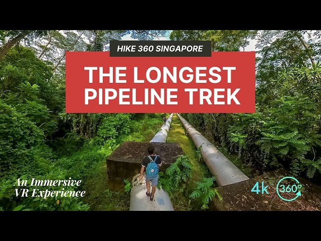 The Longest Pipeline Walk in Singapore | Forest Walk Sounds | ASMR | HIKE 360