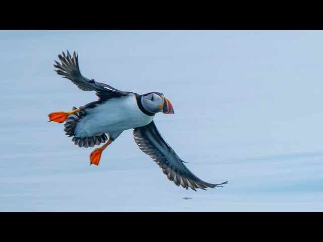 How Can Puffins Fly Both in the Air and Underwater? Wild Birds Revealed