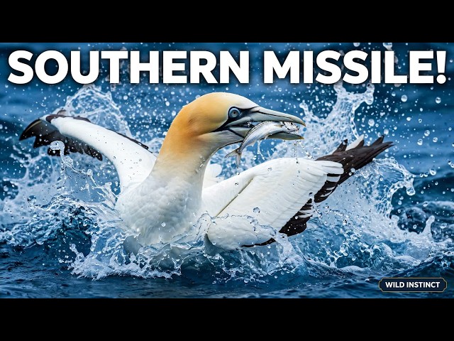 The Southern Missile: Australasian Gannet's Impossible Fish Hunt | Wild Instinct