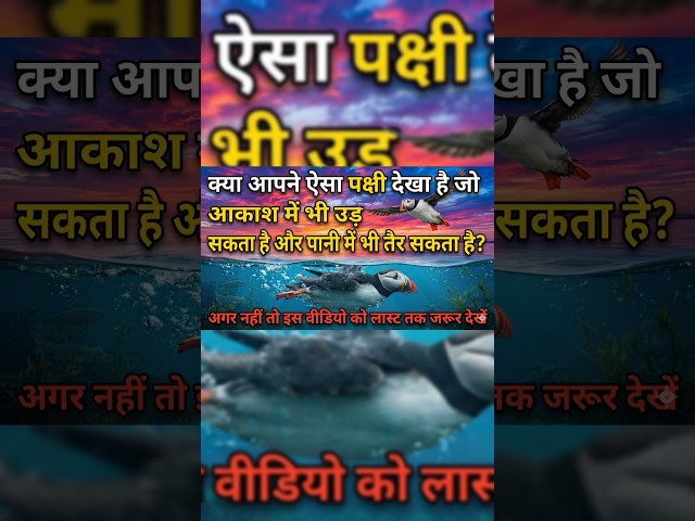 पानी में तैरने वाला और आसमान में उड़ने वाला पक्षीA Bird That Swims&Flies #PuffinBird#bird#Indianbird