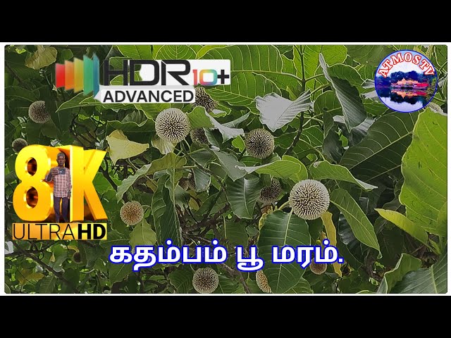 கதம்பம் பூ மற்றும் மரம் எவ்வளவு அழகாக பூத்திருக்கிறது பாருங்கள்.