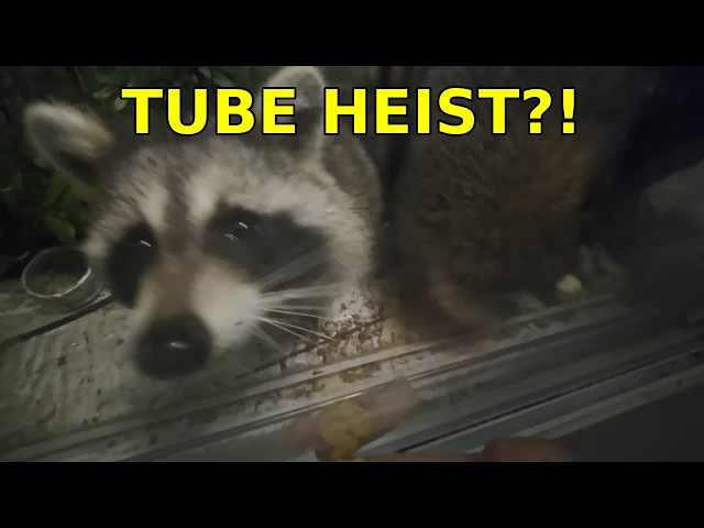 Raccoons Begged for Snacks… Then One Stole the Paper Tube!