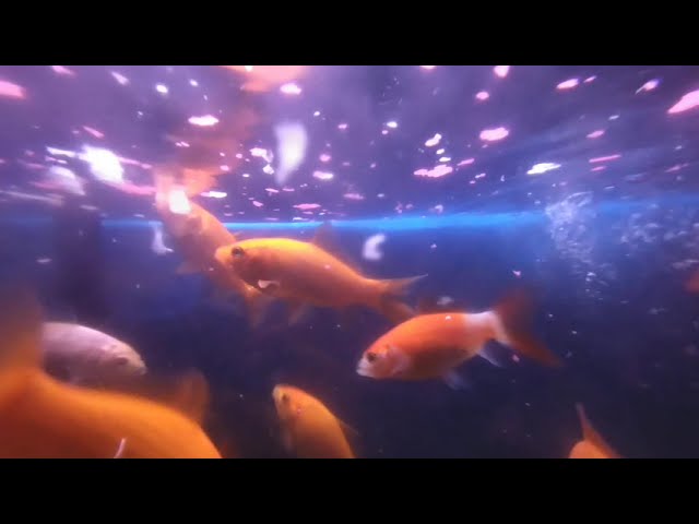VR feeding our Goldfish in their cleaned tank