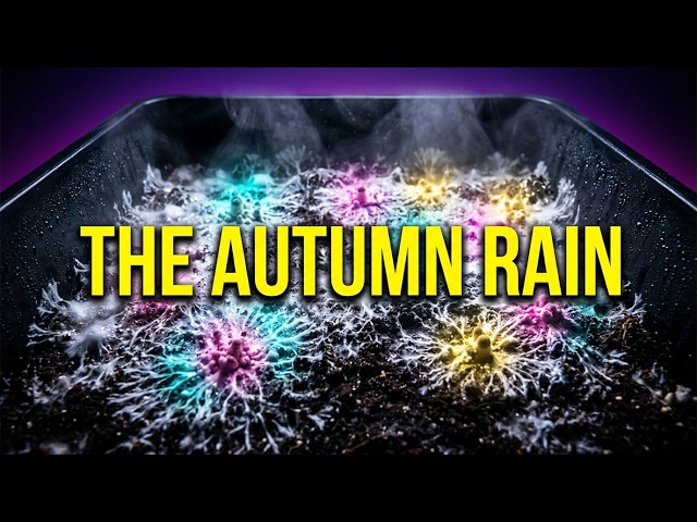 Cultivating the Micro-Cosmos: The Autumn Rain | Wonder Fungi