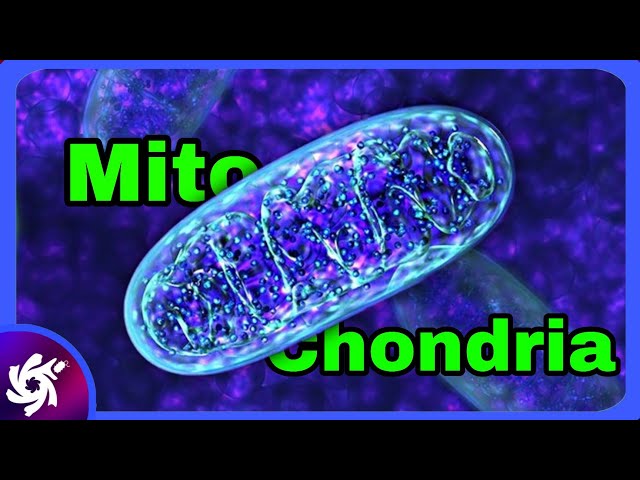 Mitochondria Structure & Function in 3 Minutes!