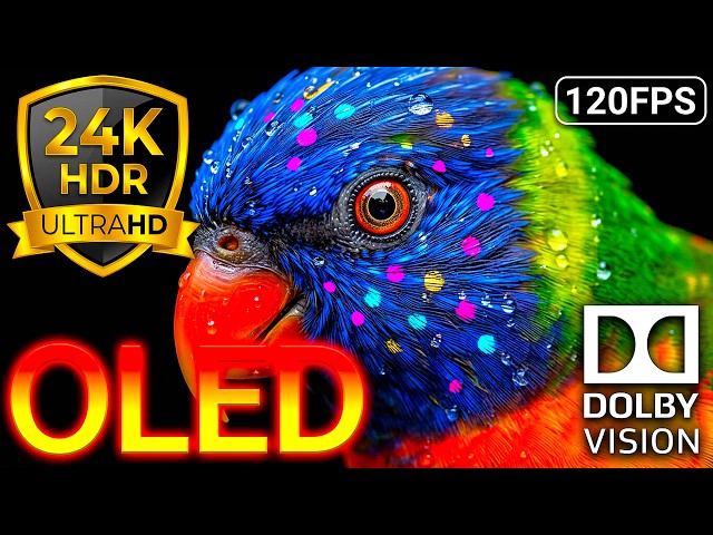 The True Colors of Wild 24K HDR 120FPS Dolby Vision OLED Test 8K/4K