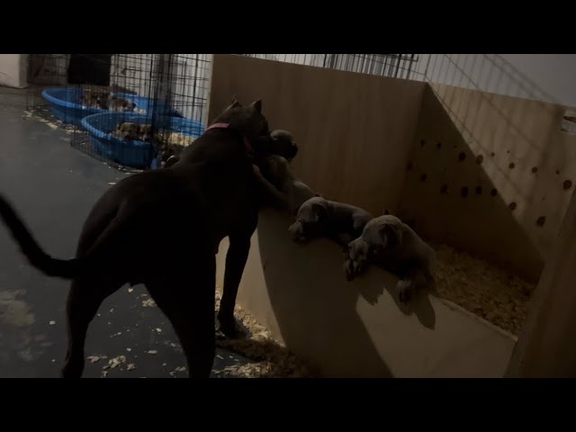 Goodbye Nyla Forever! My Pack Will Never Be The Same...