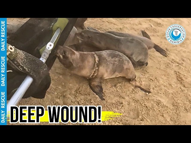 Removing A Deeply Embedded Fishing Line From A Seal's Neck