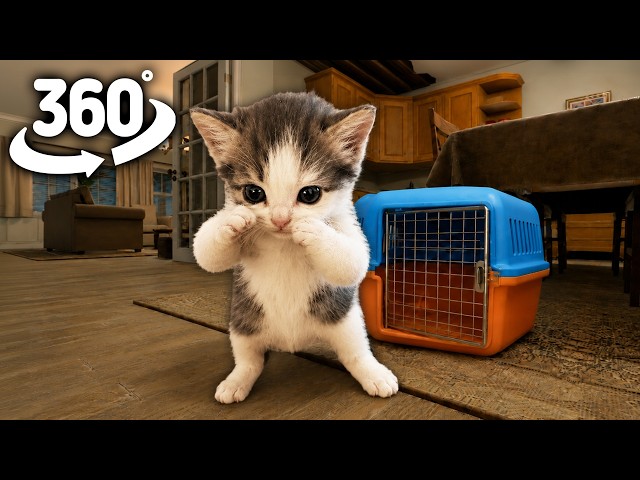 Scuba Cat Hunts You | Scuba Cat memes | 360° VR