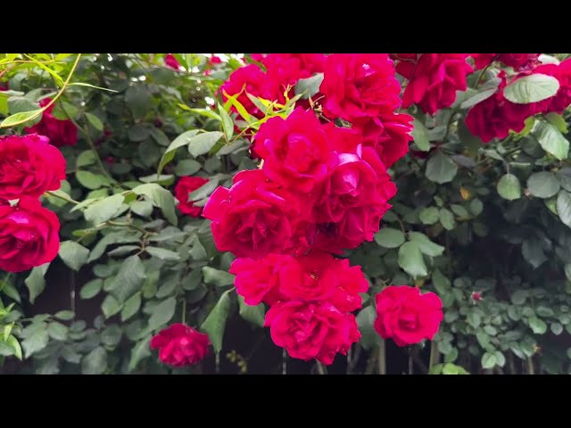 More Roses 🌹 🌺 🌸  #May2025 ☀️#socal  #backyardgarden #sanctuary #007