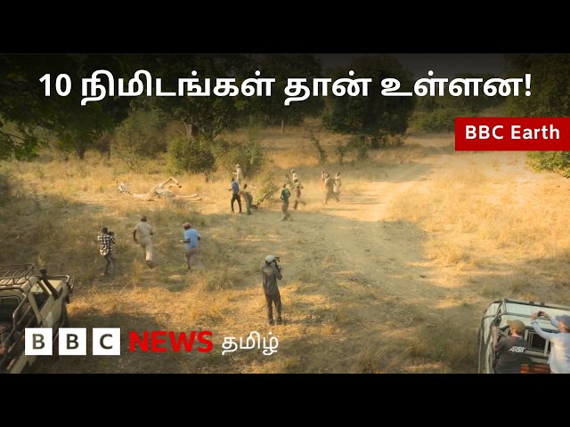 BBC Earth: பொறியில் சிக்கிய ஒட்டகச் சிவிங்கி - மீட்க நடந்த போராட்டம்