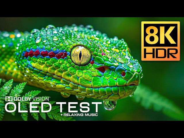 EPIC Animals for OLED Display Test | 8K HDR 120FPS Dolby Vision 4K Video/8K Video ULTRA HD TV