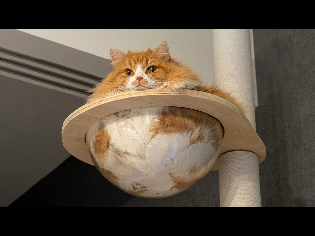 Watch Out For These Hilarious CATS! 🤣 Funniest Cat Videos