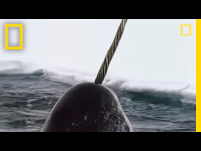 Narwhals | National Geographic