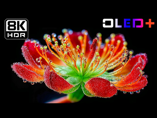 BEST OLED DEMO - Luminous Floral Blooming in 8K HDR | Dolby Vision™