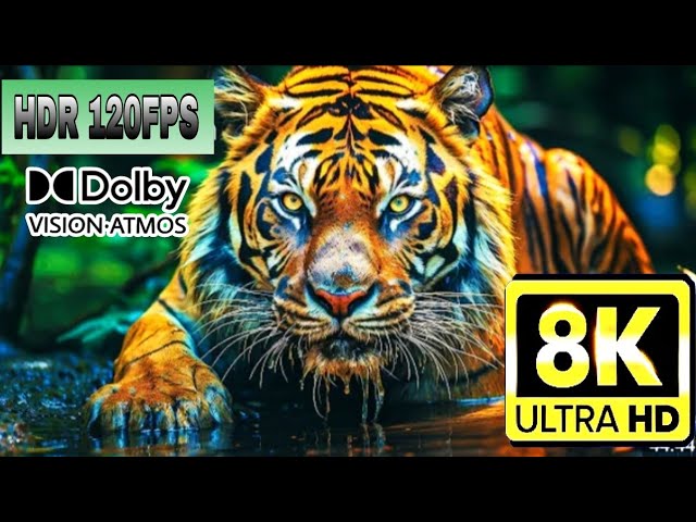 12K HDR 240FPS | Best Of Dolby Vision 2024 (Ultra Hd Video) with Relaxing Music