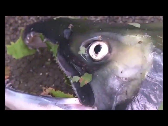 Documentary BBC BEST Atlantic Salmon Documentary HD   YouTube