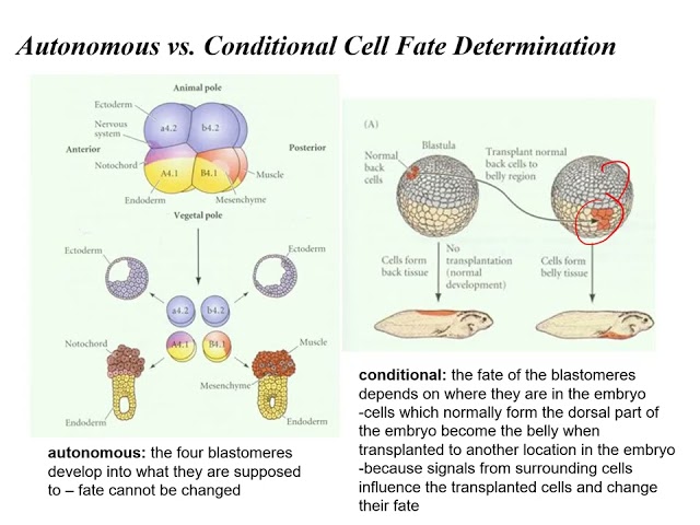 Lecture 18D Development Cell Fate for General Biology