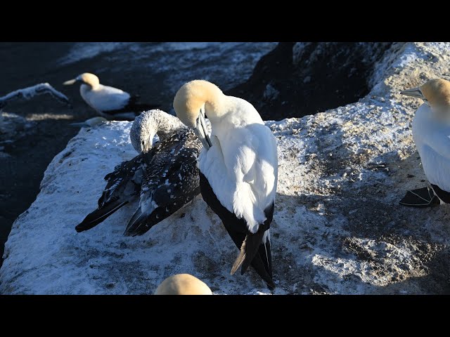 Into the Life of Australasian Gannets at Muriwai, New Zealand