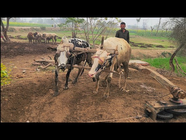 Traditional Bull Powered Gear Toka Machine of Punjab Pakistan | Ancient Technology of Fodder Cutter