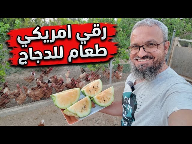 Tilapia problems in the fish tank, how to utilize sheep manure, and failure of watermelon cultiva...