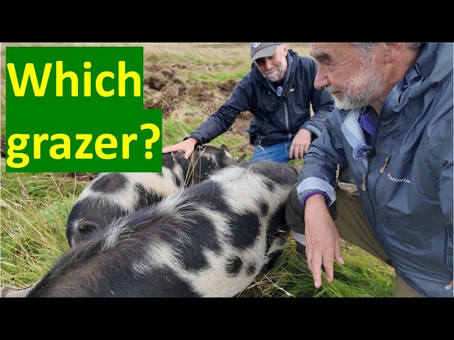 Conservation grazing: how different species shape habitats