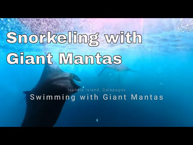 Magical Galápagos Snorkeling with Giant Mantas & Spotted Rays  Underwater Adventure