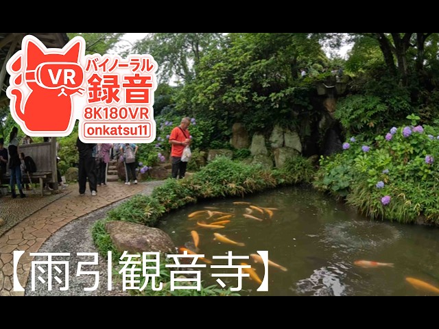 [8K VR180]💠[Amabiki Kannon — Enjoying Hydrangeas and Animals in a Peaceful Temple Setting]⑮