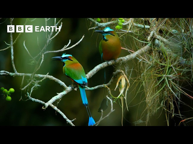 The Extraordinary Lives Of Birds | BBC Earth
