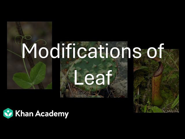 Modifications of Leaf | Morphology of Flowering Plants | Class 11 | Botany | Telangana
