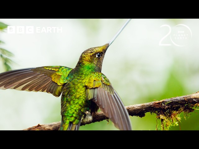 The Bird With The World’s Longest Beak | 20 Years of Planet Earth II | BBC Earth
