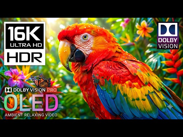 🌈 Stunning 16K HDR Experience | Dolby Vision OLED Showcase 120FPS (4K/8K TVs)